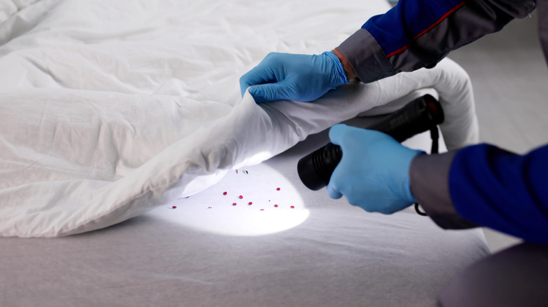 This common household staple doubles as a bed bug killer (but there’s a catch)